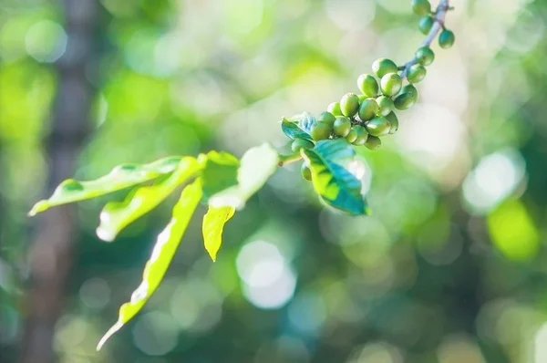 fresh green coffee seed on its tree with blur bright bokeh green field background chiang mai thailand - local area coffee farm background concept
