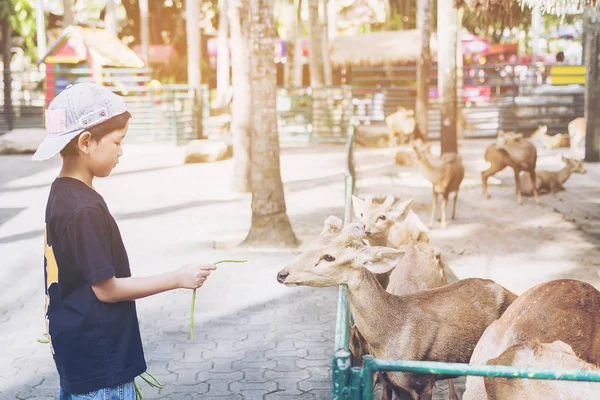 Niño Está Alimentando Los Ciervos Con Comida — Foto de Stock