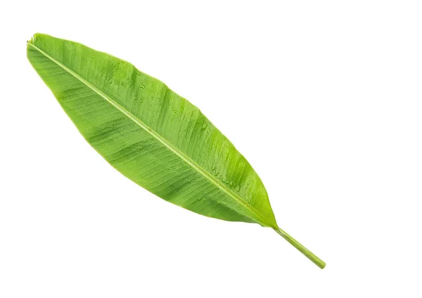 Зелений Свіжий Банановий Лист Стебло Краплями Води — стокове фото