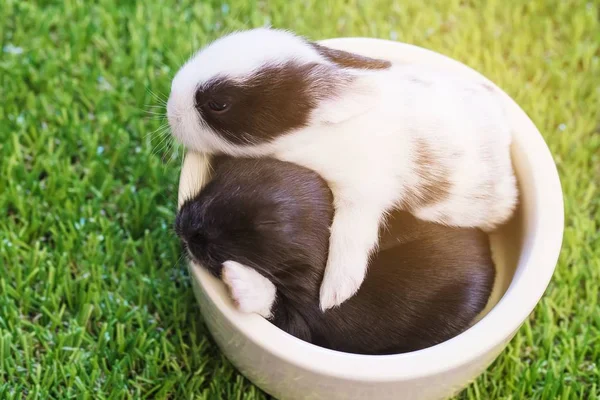 Pequenos Adoráveis Dias Pequenos Coelhos Tailandeses Locais — Fotografia de Stock