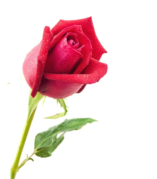 Rose Rouge Isolée Sur Blanc Image En Vente