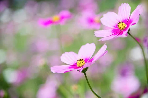 Belles Fleurs Cosmos Violet Printemps Arrière Plan Jardin Vert Belle — Photo