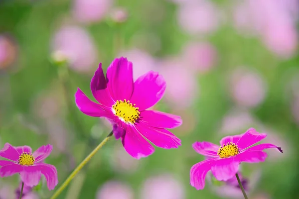 Belles Fleurs Cosmos Violet Printemps Arrière Plan Jardin Vert Belle — Photo