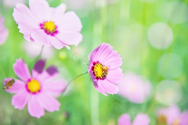 Belles Fleurs Cosmos Violet Printemps Arrière Plan Jardin Vert Belle — Photo