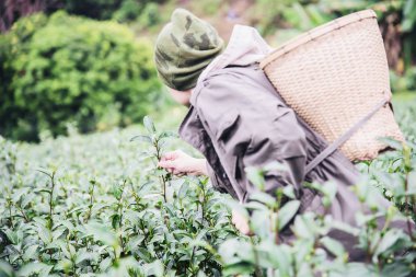 Adam hasat / Chiang Mai Tayland yüksek arazi çay alanında taze yeşil çay yaprakları almak - yüksek arazi doğa kavramı tarım ile yerel halk