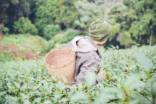 Чоловік Урожай Pick Свіжий Зелений Чай Листя Високому Полі Земля — стокове фото
