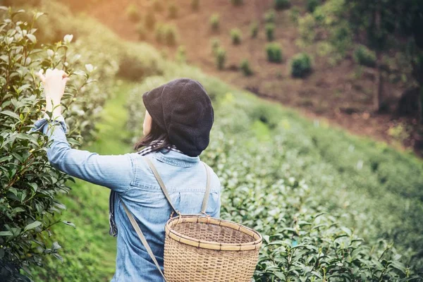 stock image Woman harvest / pick fresh green tea leaves at high land tea field in Chiang Mai Thailand - local people with agriculture in high land nature concept