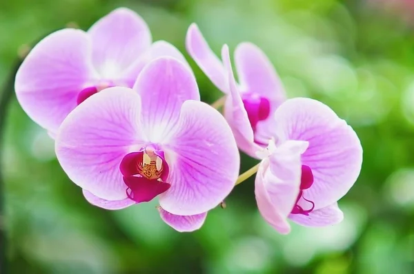 Orquídea Violeta Com Fundo Folha Verde — Fotografia de Stock