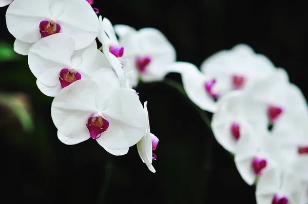 Белая Орхидея Фоне Зеленого Листа Красивая Концепция Цветка Природы — стоковое фото