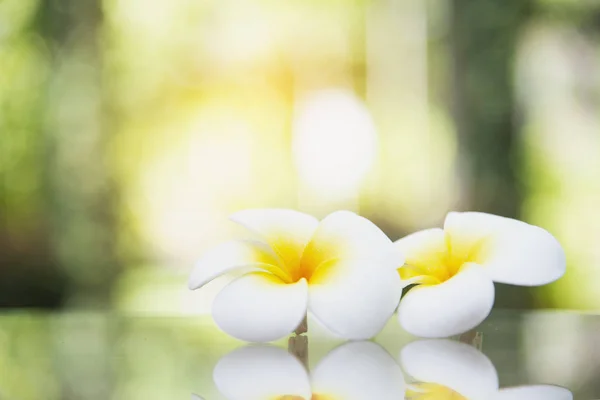 Cálida Flor Plumería Amarilla Fondo Jardín Verde Concepto Fondo Flor — Foto de Stock