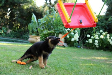 Salıncak ile oynayan köpek yavrusu