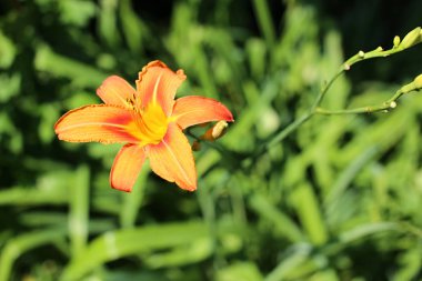 Oragne çiçek çiçek sarı pistils ile