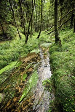 Akış derin yeşil ağaçların ortasında