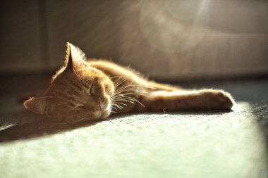 Yukarıdaki güneş ışınları ile halı üzerinde uyuyan küçük bej kedi