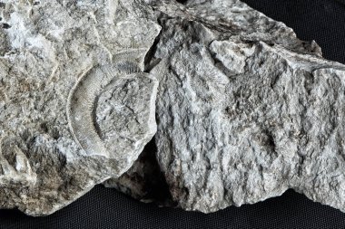 Kabukları ve deniz yılanı fosil gri taş