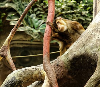 Ağaç üzerinde oturan üzgün görünümlü maymun
