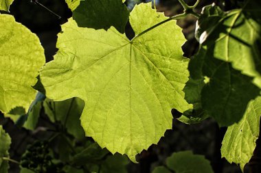 Güneş karşı ceviz ağacının büyük yaprak