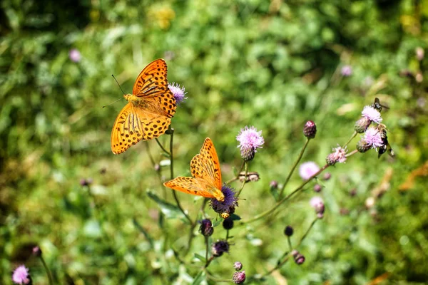 Paar oragne Schmetterlinge auf den Dornenblüten — Stockfoto