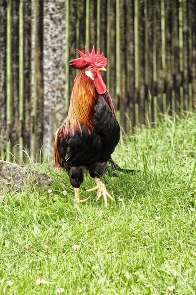 Cock standing in the grass — Stock Photo, Image