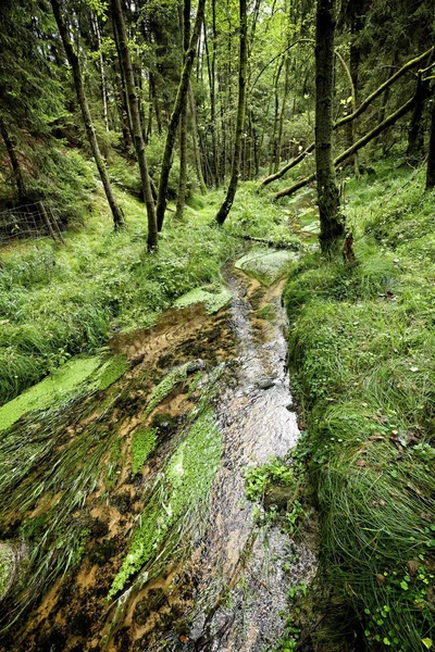 Mély zöld erdő közepén patak — Stock Fotó