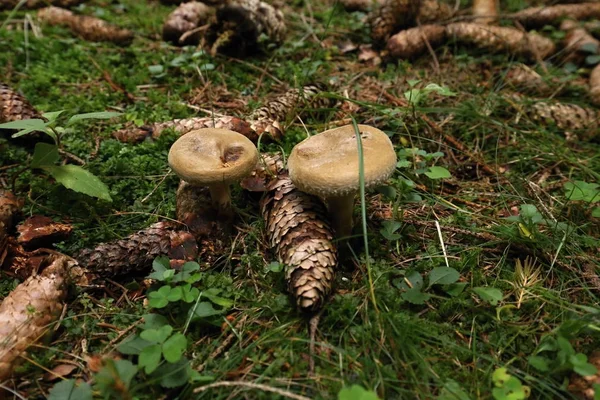Petits champignons bruns entre strobiles — Photo