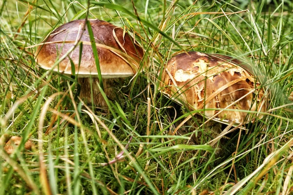 Большие коричневые грибы, спрятанные в траве — стоковое фото
