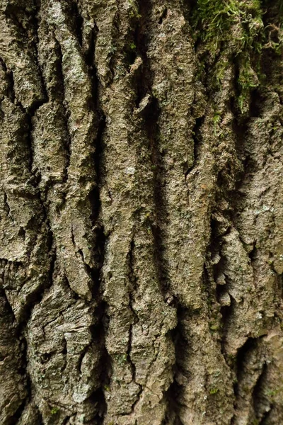 Tree trunk detail with deep structure — Stock Photo, Image