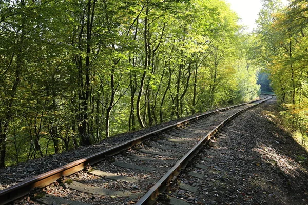 Binario ferroviario nel tunnel degli alberi — Foto Stock