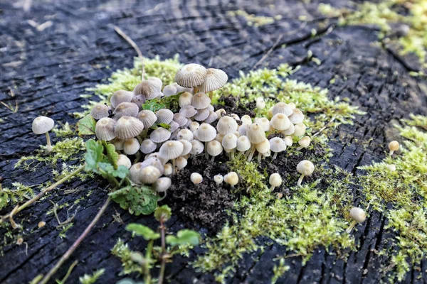 Abundância de pequenos cogumelos no toco — Fotografia de Stock