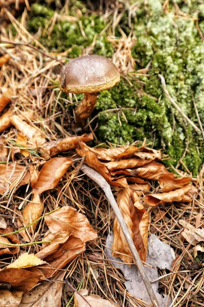 Einzelpilz, der aus dem Moos wächst — Stockfoto