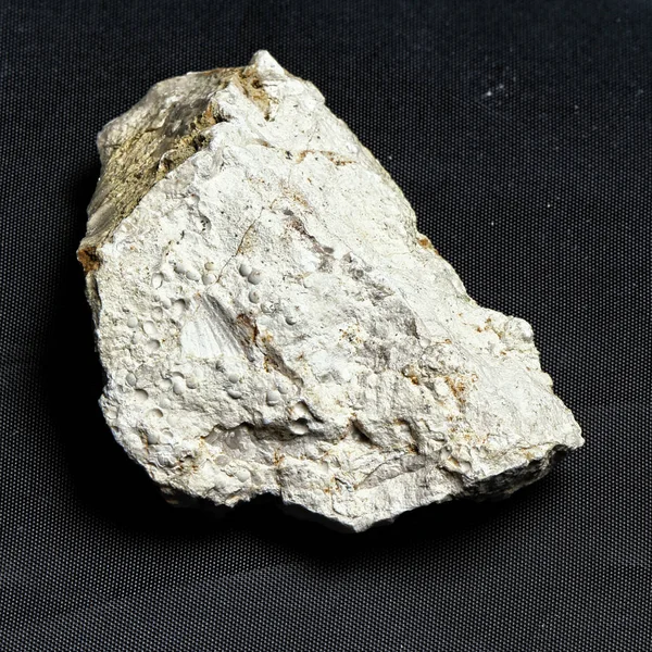 Stein mit fossilen Muscheln auf schwarzem Hintergrund — Stockfoto