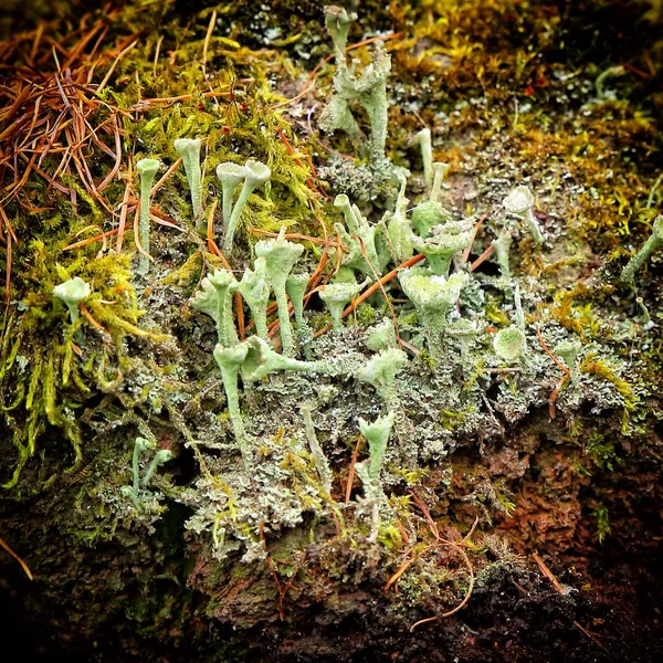 Detalle del musgo y las pequeñas plantas en la piedra — Foto de Stock