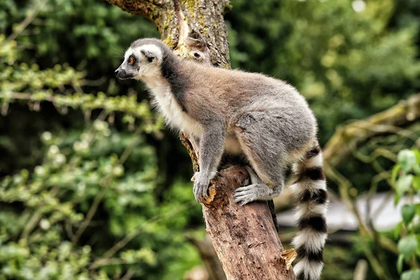 Lemur ayakta sola arıyorsunuz ağaç üzerinde
