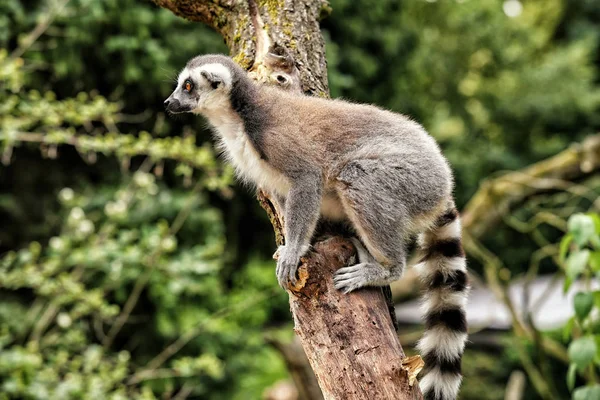 Lemur de pie sobre el árbol mirando a la izquierda — Foto de Stock