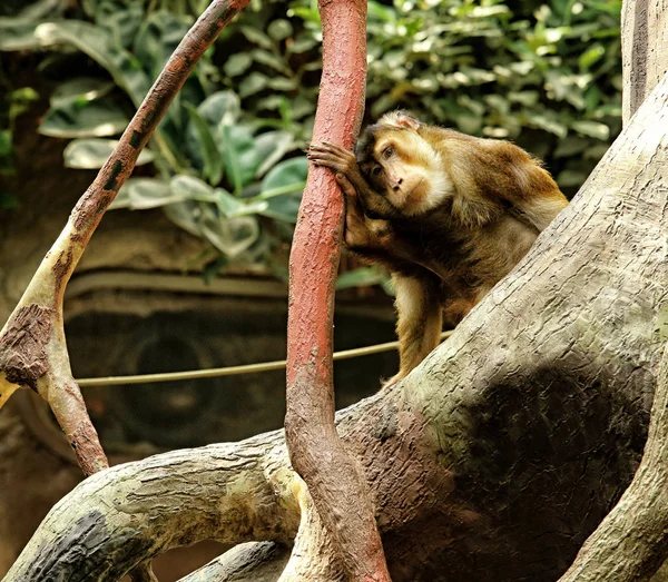 Triste singe assis sur l'arbre — Photo