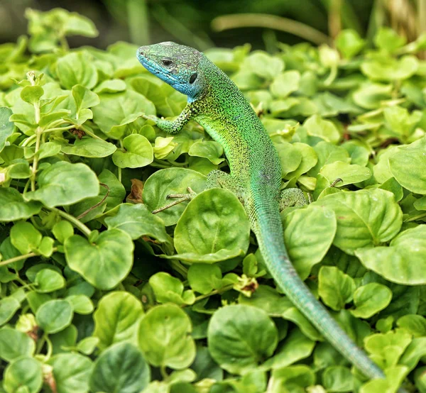 Grüne Eidechse mit blauem Kopf auf den grünen Blättern — Stockfoto