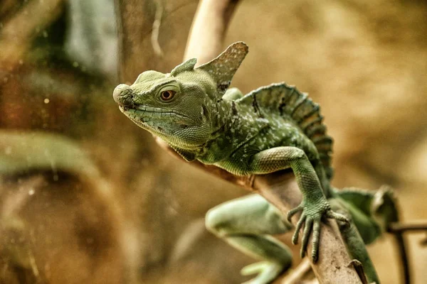 Kopf des grünen Drachen hängt am Ast — Stockfoto