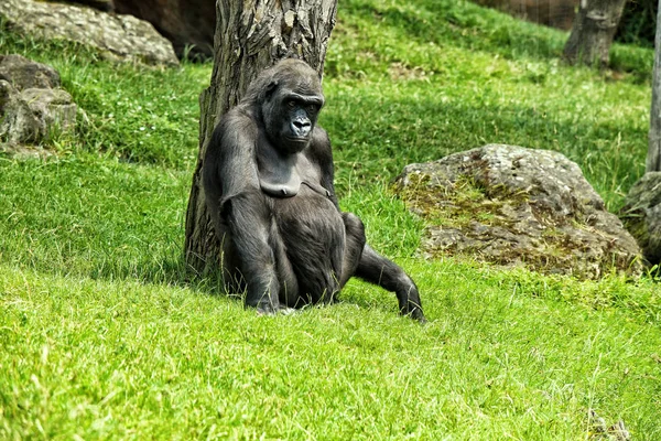Gorila sentada no gramado inclinada na árvore — Fotografia de Stock