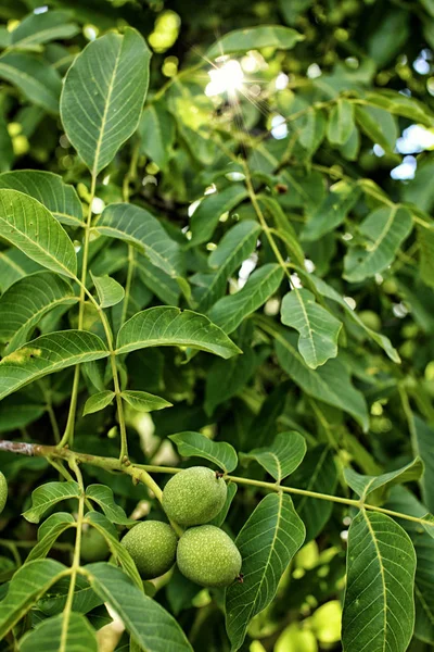 Três frutos de nozes no ramo com folhas verdes — Fotografia de Stock