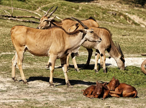 Manada de oryxes en el pasto con los jóvenes durmiendo — Foto de Stock