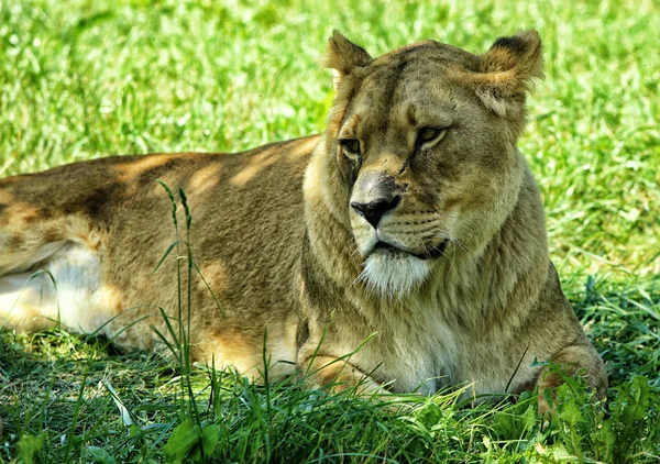 Самка льва, лежащая в зеленой траве — стоковое фото