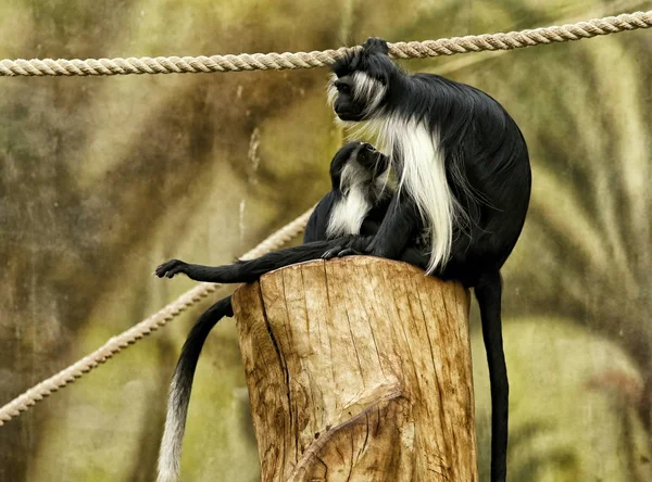 Petits singes sur le poteau en bois avec des cordes pour jouer — Photo