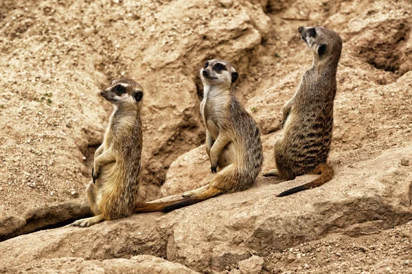 Tres suricados sentados entre piedras — Foto de Stock