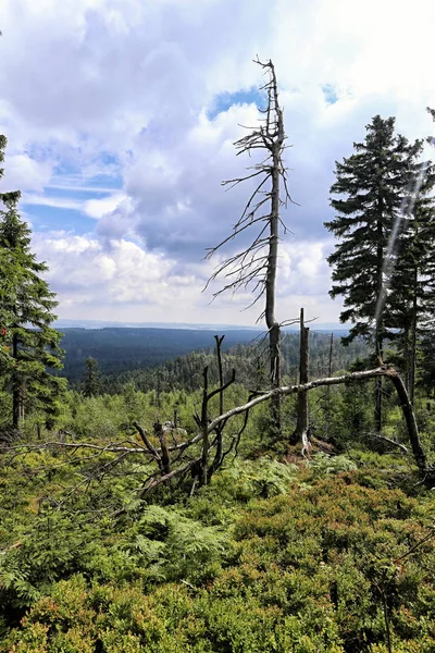 Pohon mati tunggal di puncak gunung — Stok Foto