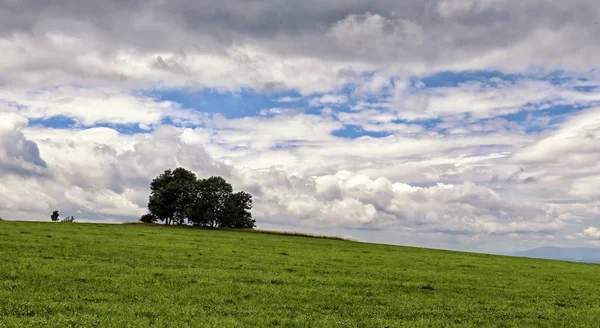 Grupo de árvores no topo da colina gramada sob o céu nublado — Fotografia de Stock