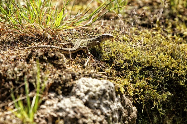 Eine einzige Eidechse in der Sonne auf dem Moos und den Felsen — Stockfoto