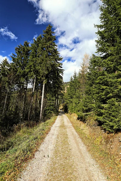 Em linha reta única estrada para a floresta no dia de verão — Fotografia de Stock