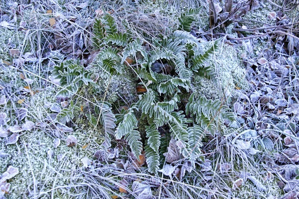 Mróz liści i paproci w zimie trawy — Zdjęcie stockowe