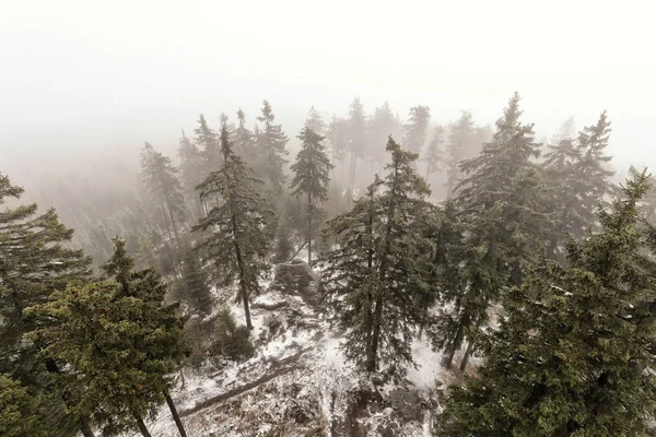 Luchtfoto van het vuren bos verborgen in de winter mist — Stockfoto