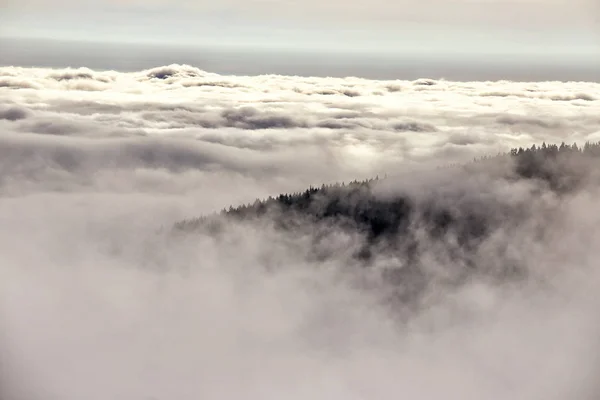 Ladera del bosque cubierta por nubes expuestas por el sol — Foto de Stock
